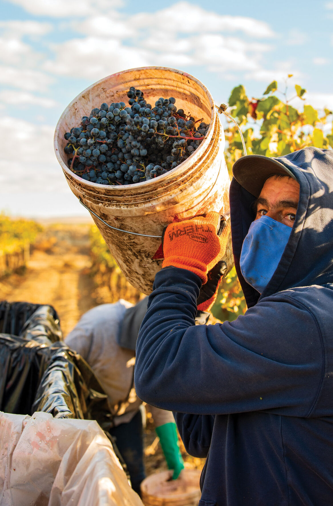 10_28_Airfield Estate Winery_Hand Harvest_Bucket_COPY_PWS2821.jpg